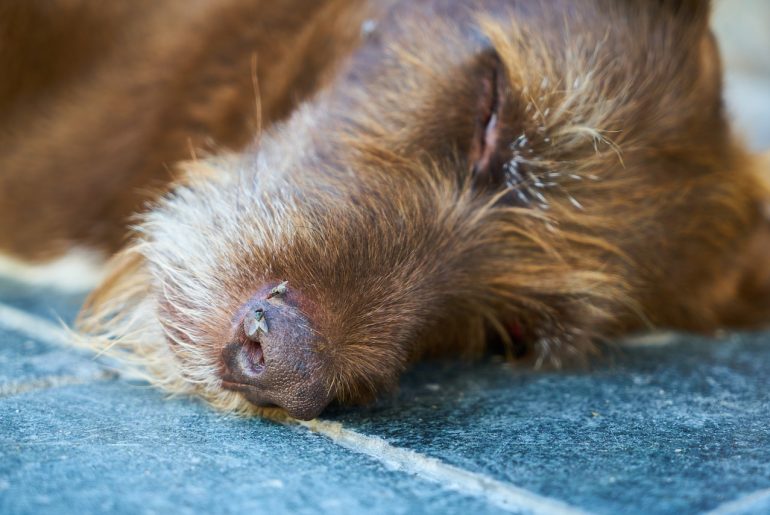 Dream about dying dog