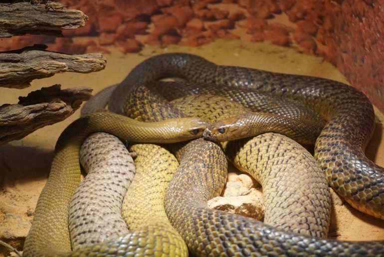 Dream about snake eating another snake