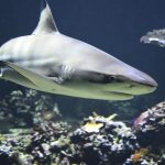 biblical meaning of dreaming about sharks