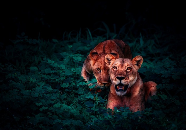 Two lions trying to hunt showing  spiritual challenges