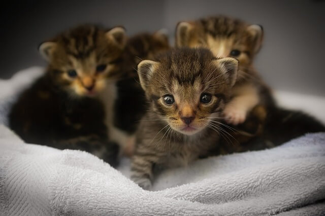 New born kittens