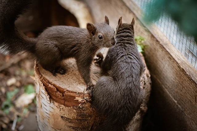 Friendly two squirrels playing and turning aggressive