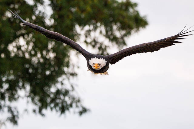 Bald Eagle in Flight