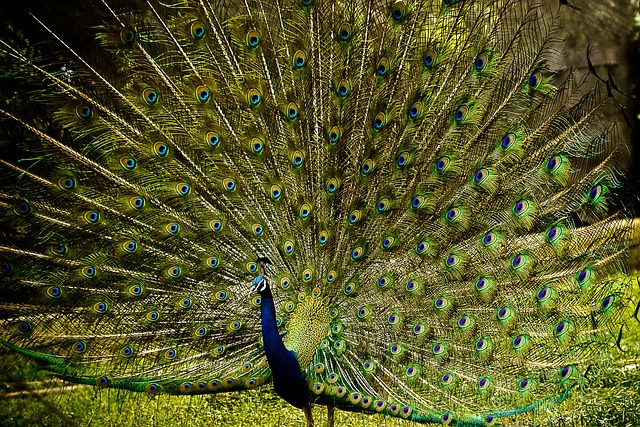 In the mesmerizing dance of a peacock within your dream