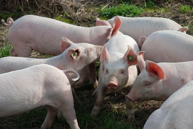 A Meadow Filled with Piglets