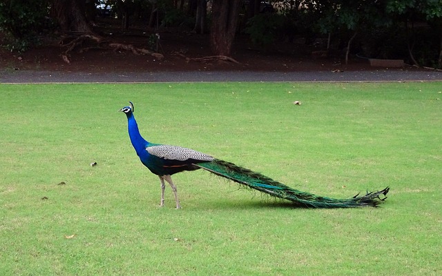 The slow unfurling of a peacock's tail in your dream