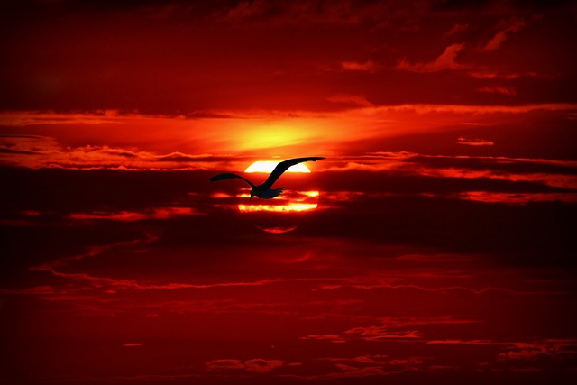  Red bird singing melodiously at sunset