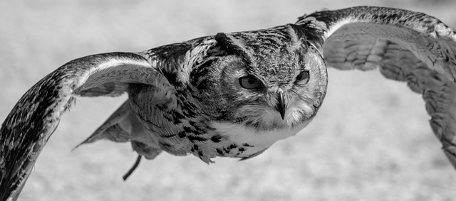 White owl with open wings in a dream represents 