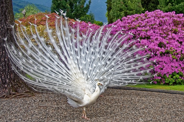 White peacock in your dream radiates purity and spiritual awakening. 