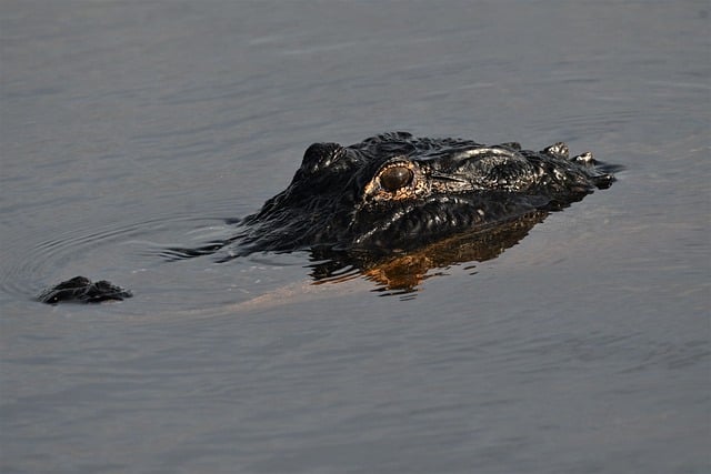 Alligator Crossing Calm Waters