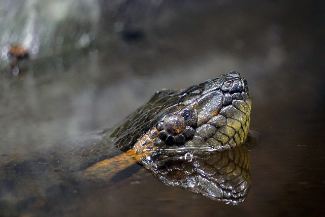 Anaconda in Water