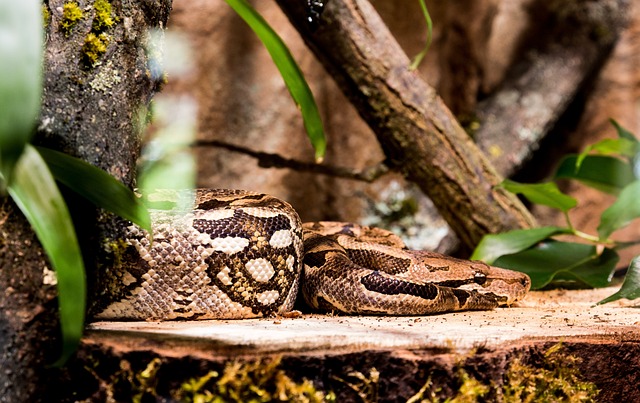 Anacondas in the Jungle