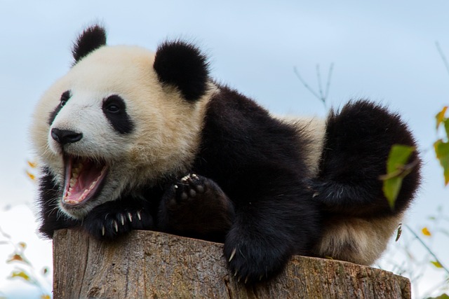 Angry Panda