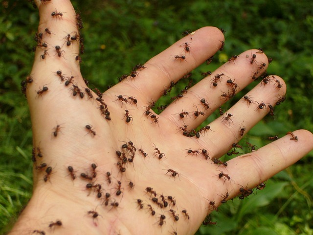 Ants Crawling on You