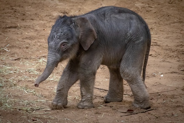  Baby elephant in your dream