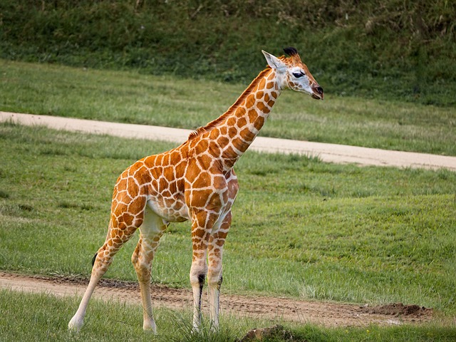  baby giraffe heralds the inception of new ideas or projects.