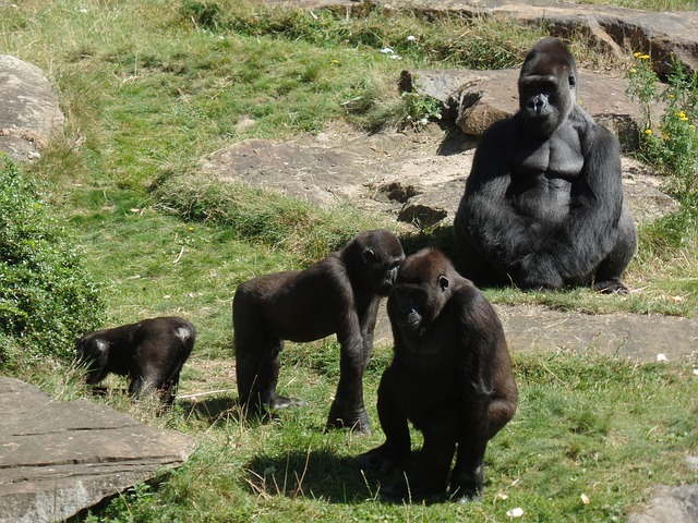  Gorilla family in a dream