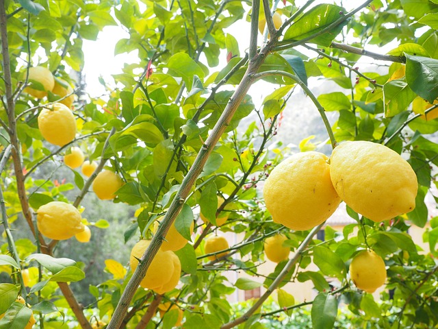 Bountiful Lemon Harvest