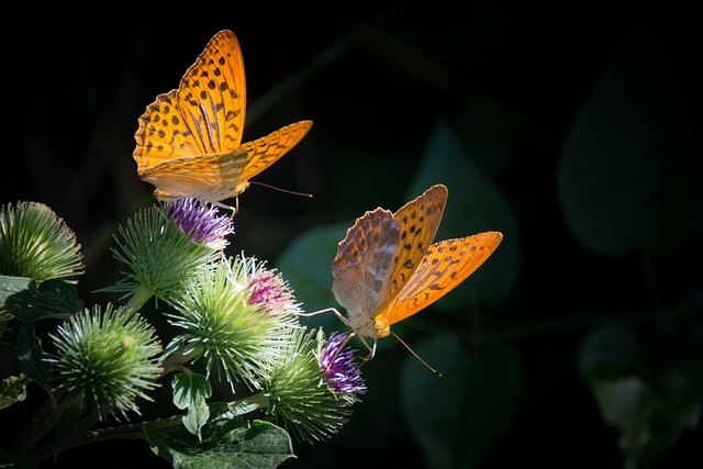 Butterflies Fluttering