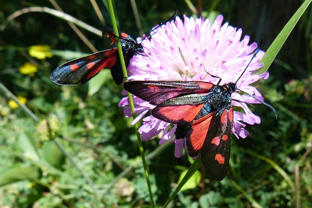  Butterflies Resting Together on a Flower