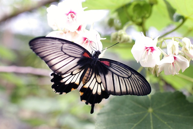 Butterfly and flowers in a dream