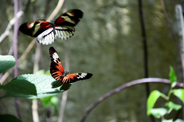 Colorful Butterflies in a Garden