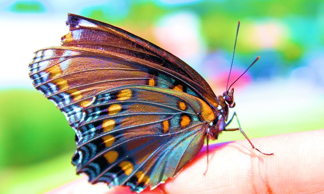 Colorful butterflies joy and celebration. 