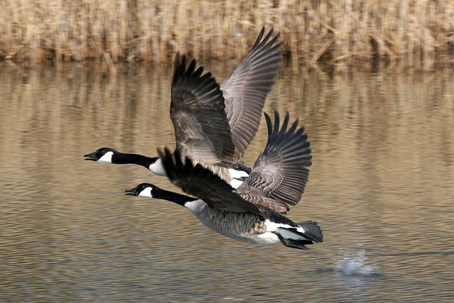 Conversing Wings