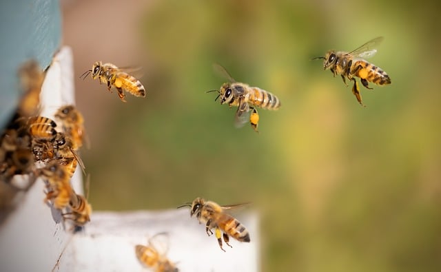 Cornered by a Swarm of Bees