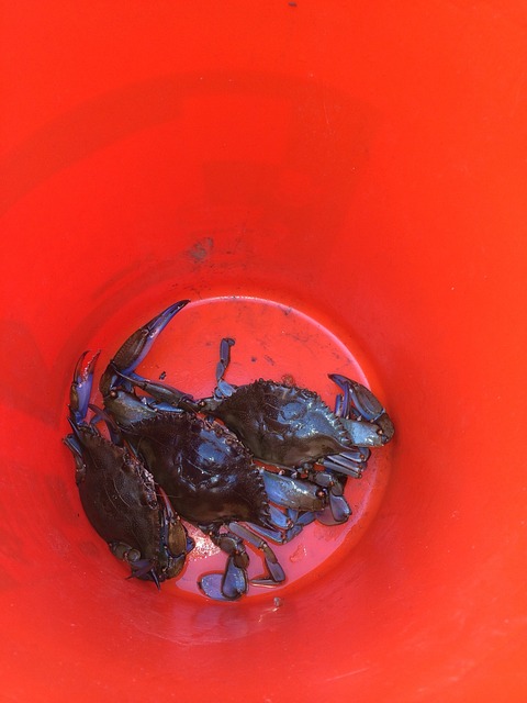 Crabs in a bucket symbolize the challenges of collective environments. 