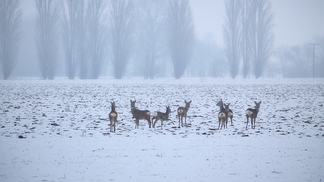 Deer in a Winter Landscape