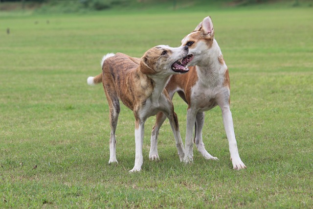 Dog Fight in a Peaceful Setting