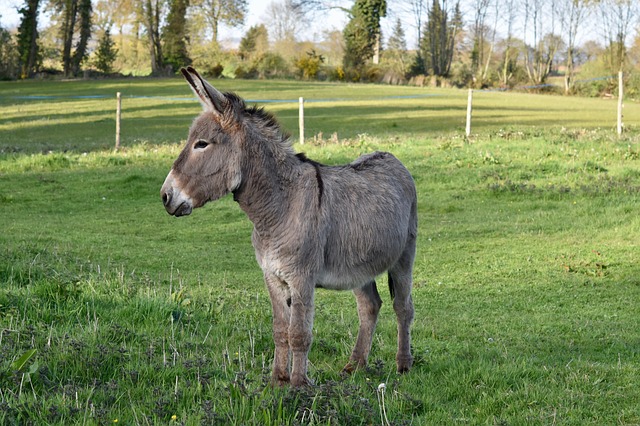  Donkey in a Meadow