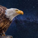 Dream about a Bald Eagle