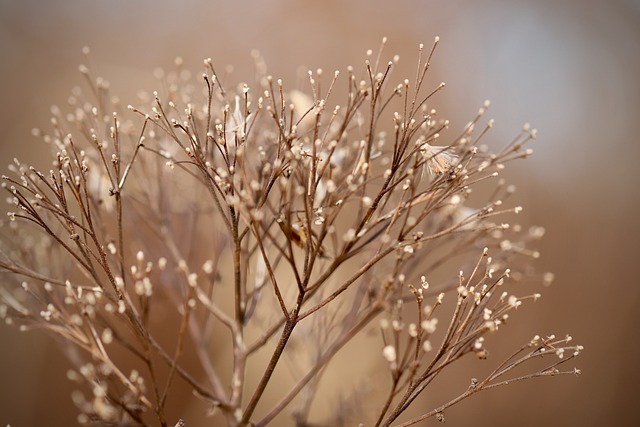 Dried or Wilting Plants