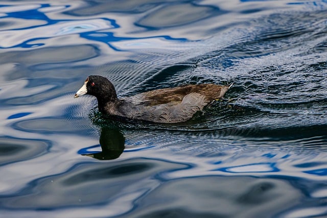  Duck and Reflection in Water