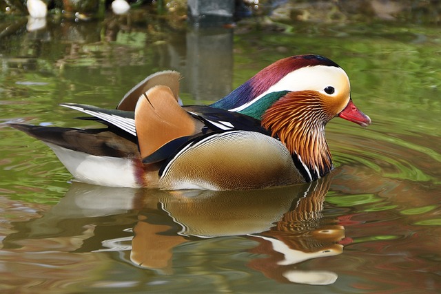 Ducks in Unusual Colors