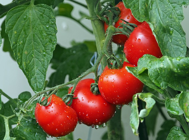 Enjoying fresh tomatoes