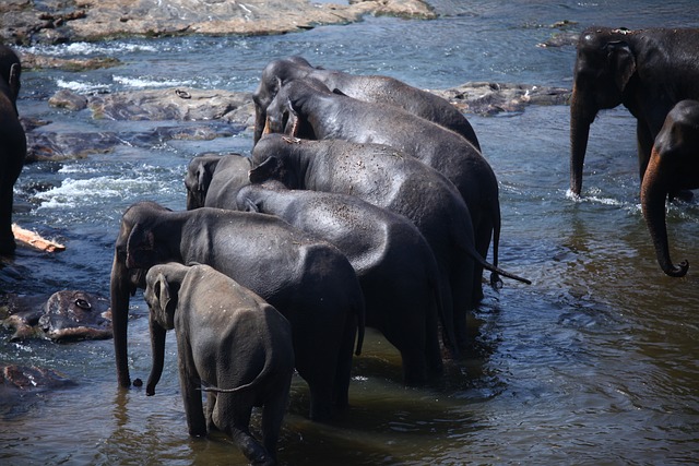  Witnessing a gathering of elephant families 