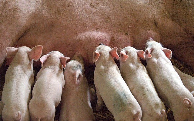 Feeding piglets reflects a nurturing spirit.