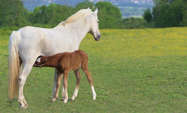 feeding a horse in your dream.