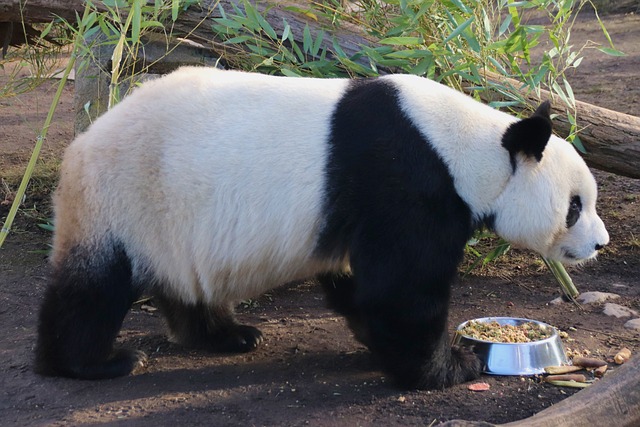 Feeding a panda holds the symbolism of nurturing connections. 