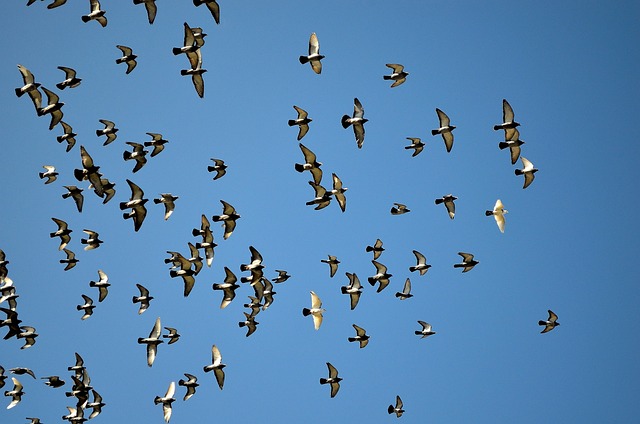 Flocks of Pigeons Swarming