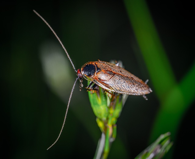 Flying Cockroaches