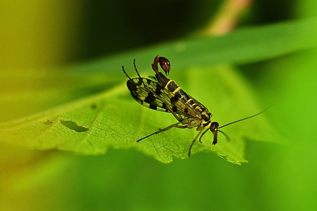  Flying scorpions introduces an element 