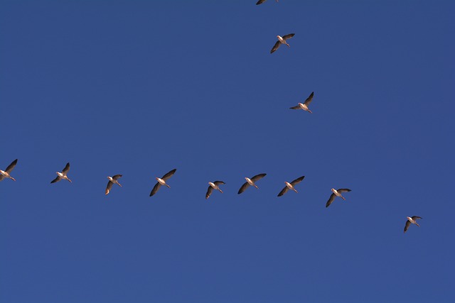  Flying V Formation