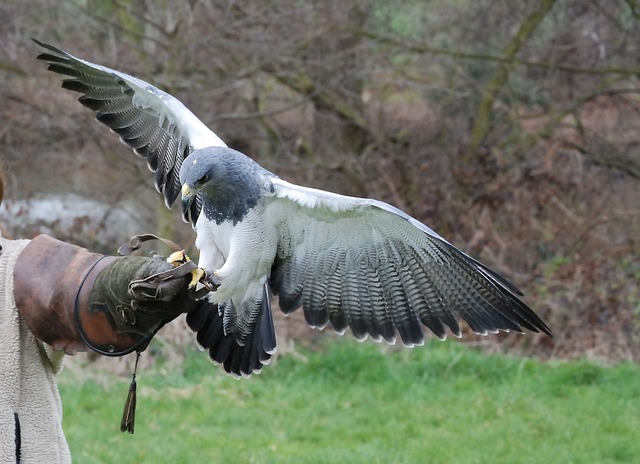 Encountering a friendly hawk in your dream is a heartening sign.