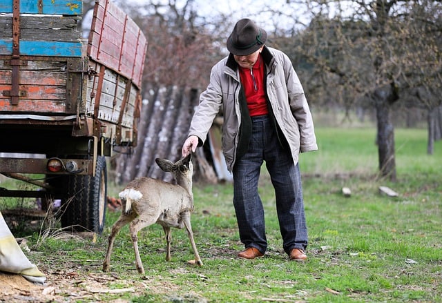 Friendly Interaction with a Deer