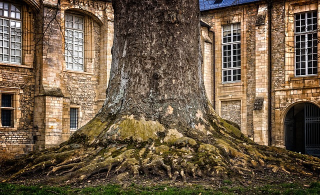 Encountering giant trees in dreams suggests growth