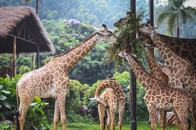 Giraffe family emphasizes the significance of familial bonds. 